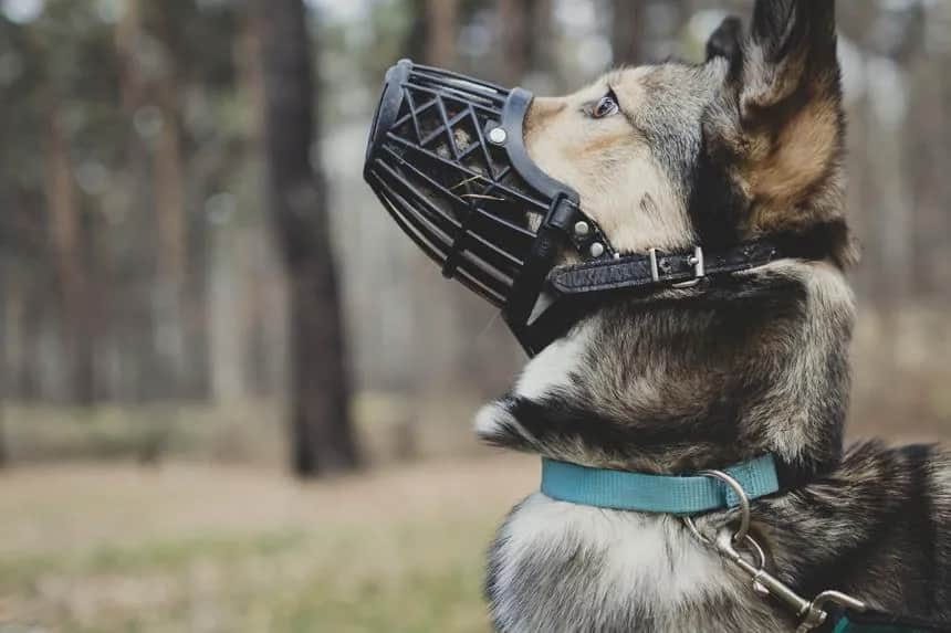 Kaganek oświaty czy kaganiec oświaty – poznaj różnice i znaczenie